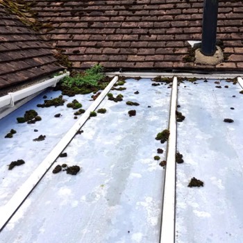  Moss buildup on a conservatory roof 